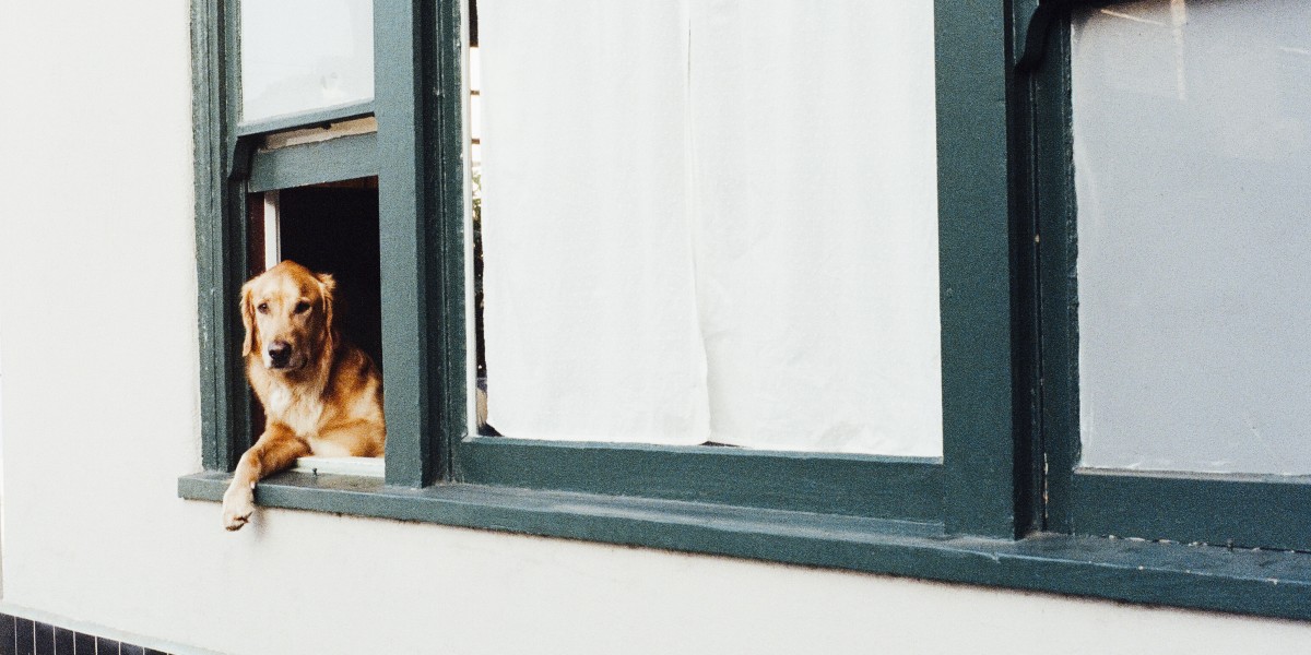 animal-dog-pet-window