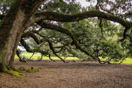 live-oak-tree-twisted-branche